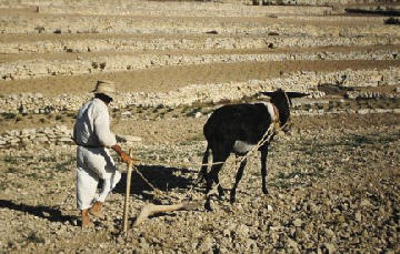 Ploughing - Malta