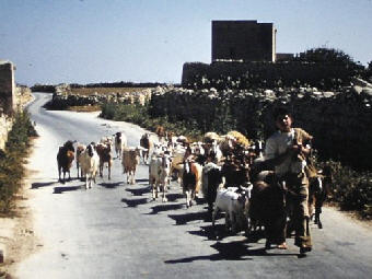 The young goatherd - Malta